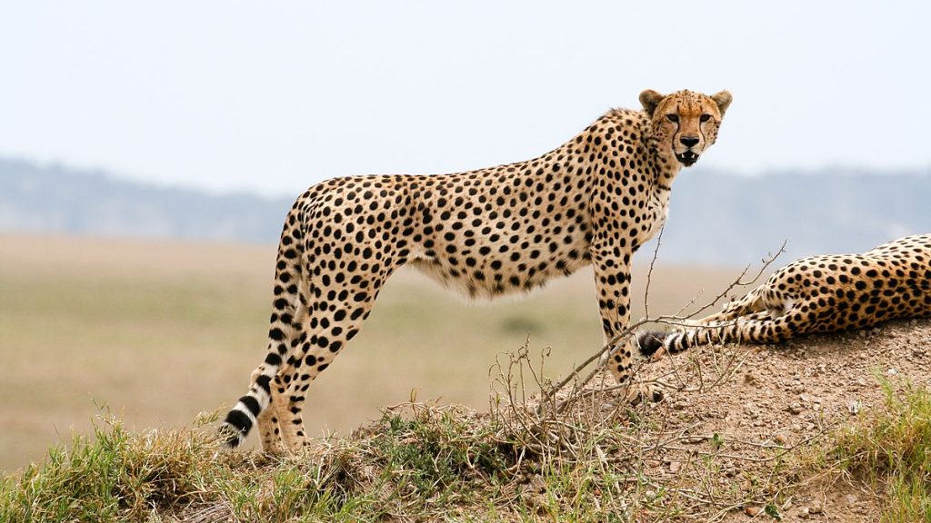 1200px-Cheetah,_Serengeti_(16867081780)