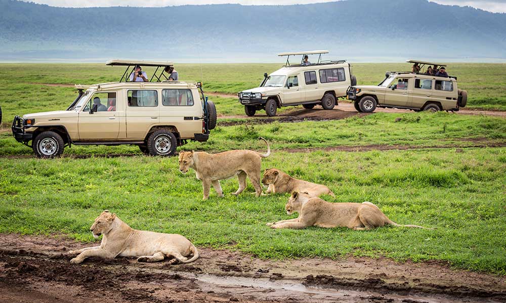 Ngorongoro Game drive