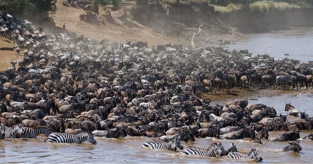 Wildebeest river Crossing North Serengeti