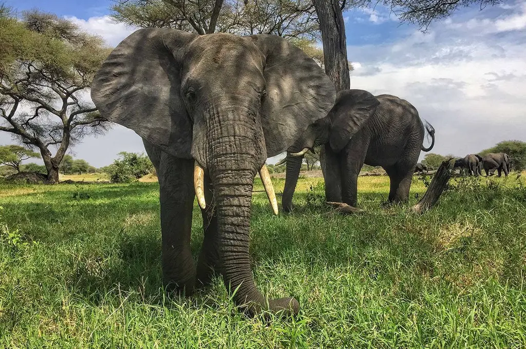 tanzania-tarangire-elephant