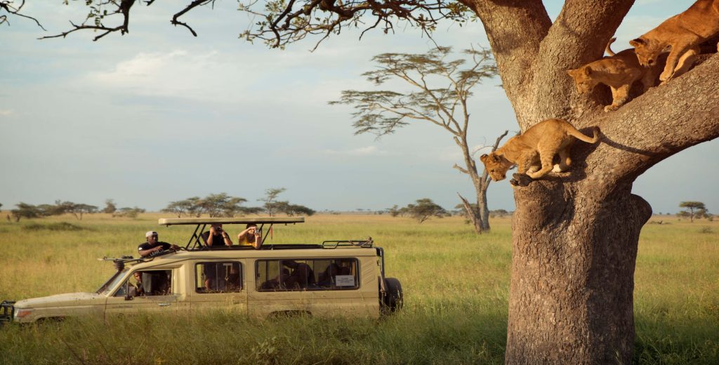 viewing_tree_climbing_lions_on_a_game_drive_in_the_serengeti_np_tanzania_with_g_adventures-scaled-1