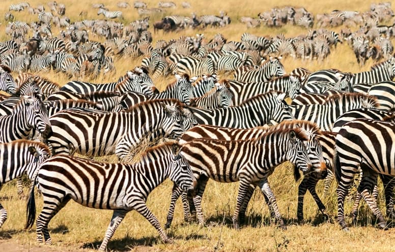 zebra-herd